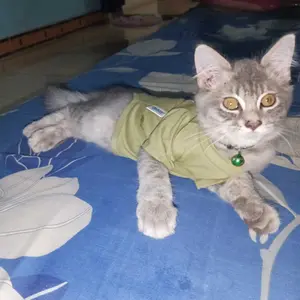 Baju Kucing Anjing Cowok Karakter Bulu Kecil Lucu - Buki Bos Kecil