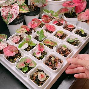 500 Granos,Semillas de Caladio,Colores Variados Modelo Mixto,Fácil de Cultivar,Alta Germinación,Resistente a la Sombra,Decoración de Jardines,Ideal para Interiores y Balcones