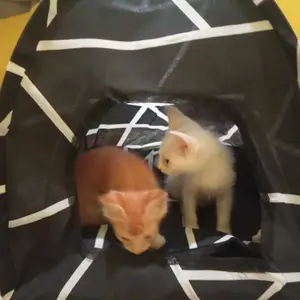 TENDA KUCING DAN ANJING UK 45x45 jumbo motif LUCU free kasur