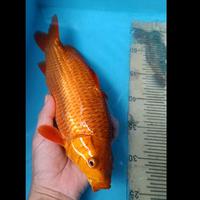 Gambar koi blitar penjinak chagoi karamel ready juga kohaku showa sanke dll dari umikoi bekasi Kota Bekasi 4 Tokopedia