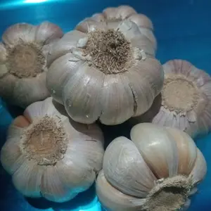 Bawang Putih Super JUMBO ( 1kg ) Pilihan dengan kualitas terbaik