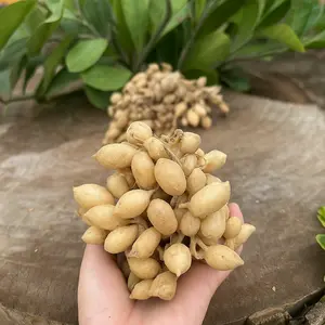 Kunyit putih Gombyok ,kunyit putih asli original ,Kunci Pepet Kunir Putih Temu Pepet Segar Bahan Penyedap Rasa Masakan Bumbu Dapur kunyit  hitam Bubuk Herbal Spices