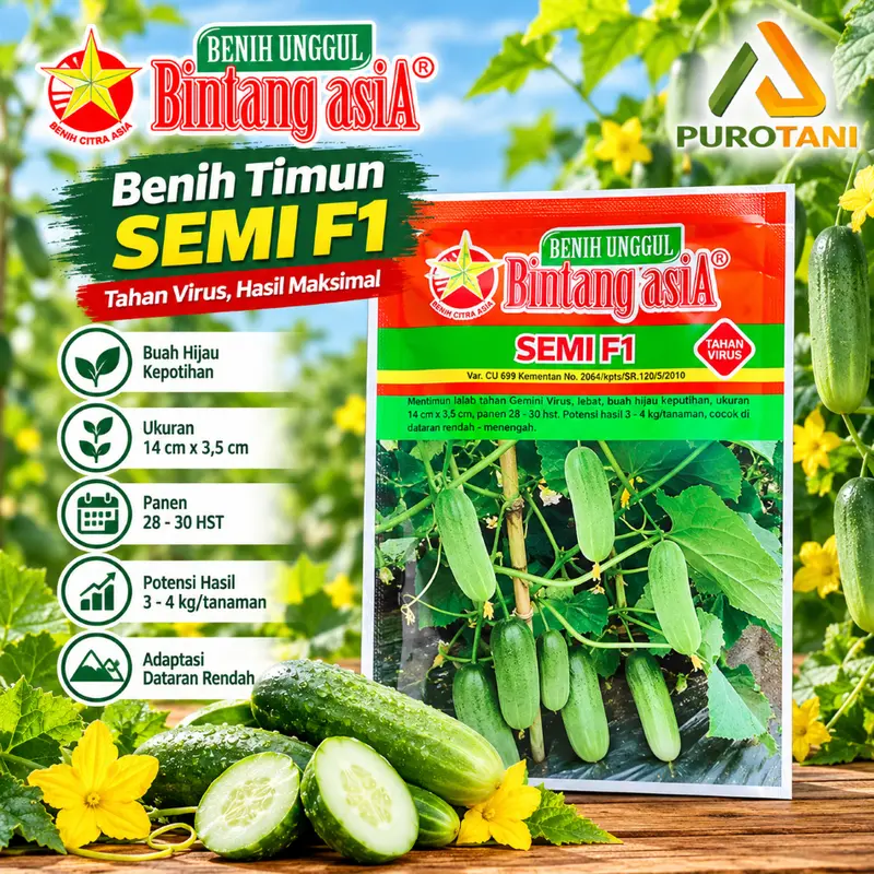 Bibit Mentimun F 1 Benih Timun Semi F1 Bintang Asia 900 Butir 20gr Hijau