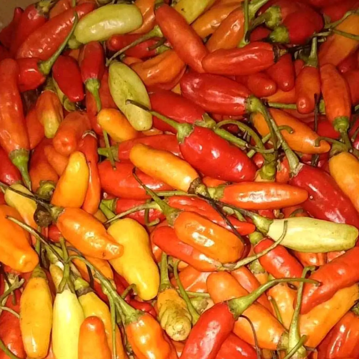 Benih Bibit Cabe Rawit Setan isi 100 biji Tanaman