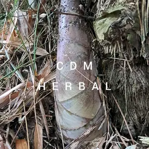 jual rembung muda 1kg atau bambu muda  iwung untuk bikin sayur rembung