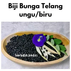 Biji Bunga Telang Biru Kualitas A1, Isi 100 Biji