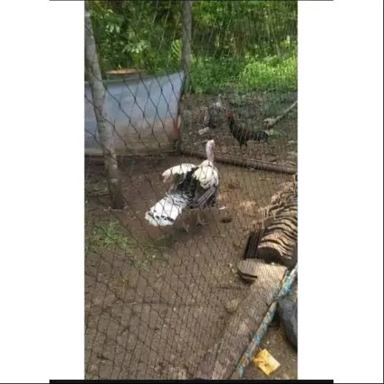 jaring pagar ayam 1m x 100meter ukuran bahan jaring lubang 4inc 3