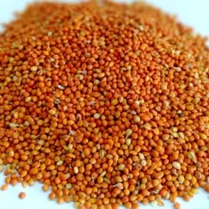 otek juwawut murni tanpa campuran makanan burung berkicau menambah stamina burung