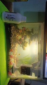 Product Review of Micro-Mix 250ml. Bakteri Starter Probiotik untuk Koi, Aquarium, dan Kolam Ikan - Pengurai Amonia, Penjernih Air, plis vitamin dan antioksidan from b**g 0