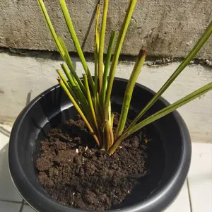 5 buah pot bunga plastik warna hitam ukuran 25