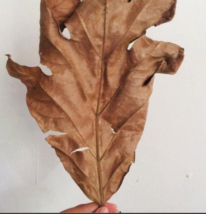 Daun sukun kering organik 500 gram