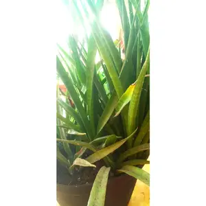 Tanaman Sansivera 1 paket isi 5 harga 23k