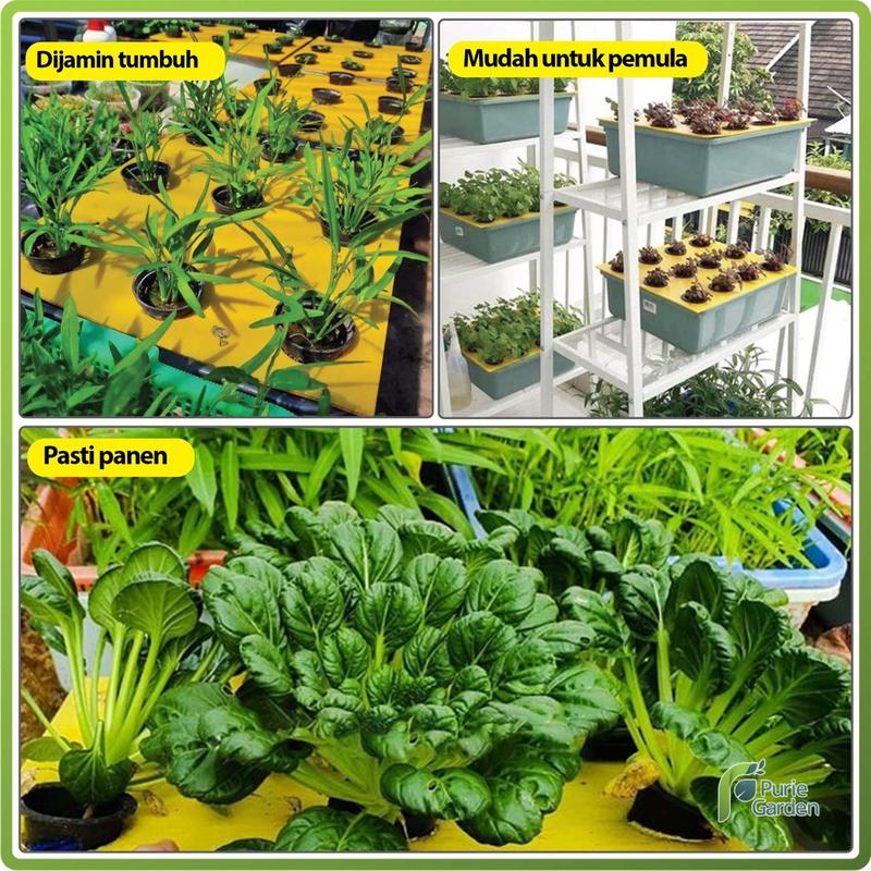 Product Introduction of Paket Hidroponik Lengkap Pemula Berkebun Wick System Purie Garden 0