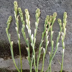 Bunga Sedap Malam 5 Tangkai - Tanaman Hias