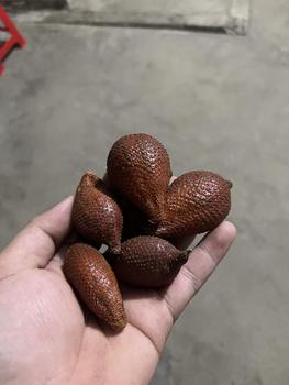 Product Review of Mây rời ngọt (1kg có bì hao hụt) from N**n Q** 0