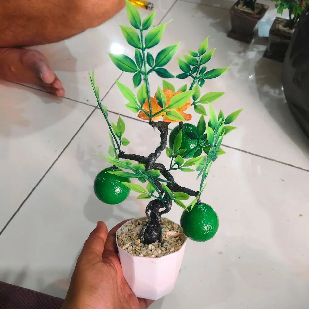 P. Jeruk hijau vs hitam