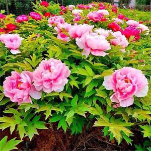 100 piezas Peonía Xishi Rosa Belleza Xishi Flor de Peonía Rosa Planta Perenne Flor Ornamental Ideal para Jardín y Hogar