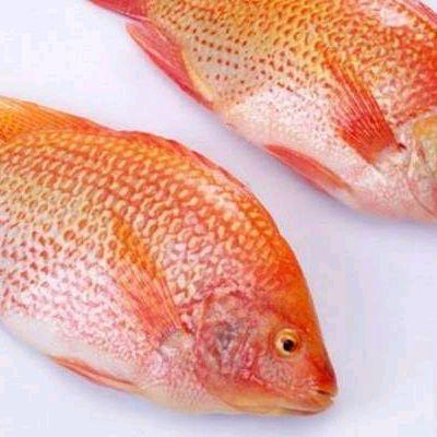 Gambar Ikan Nila Segar / Ikan Nila Merah 1Kg Tilapia dari Segar Laut Lestari Kota Administrasi Jakarta Barat Tokopedia