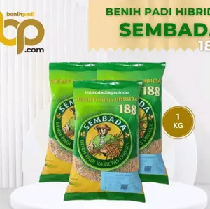 (1KG) BENIH BIBIT PADI SEMBADA 188 ORIGINAL100% SUPER BERKUALITAS padimapan mapan 05