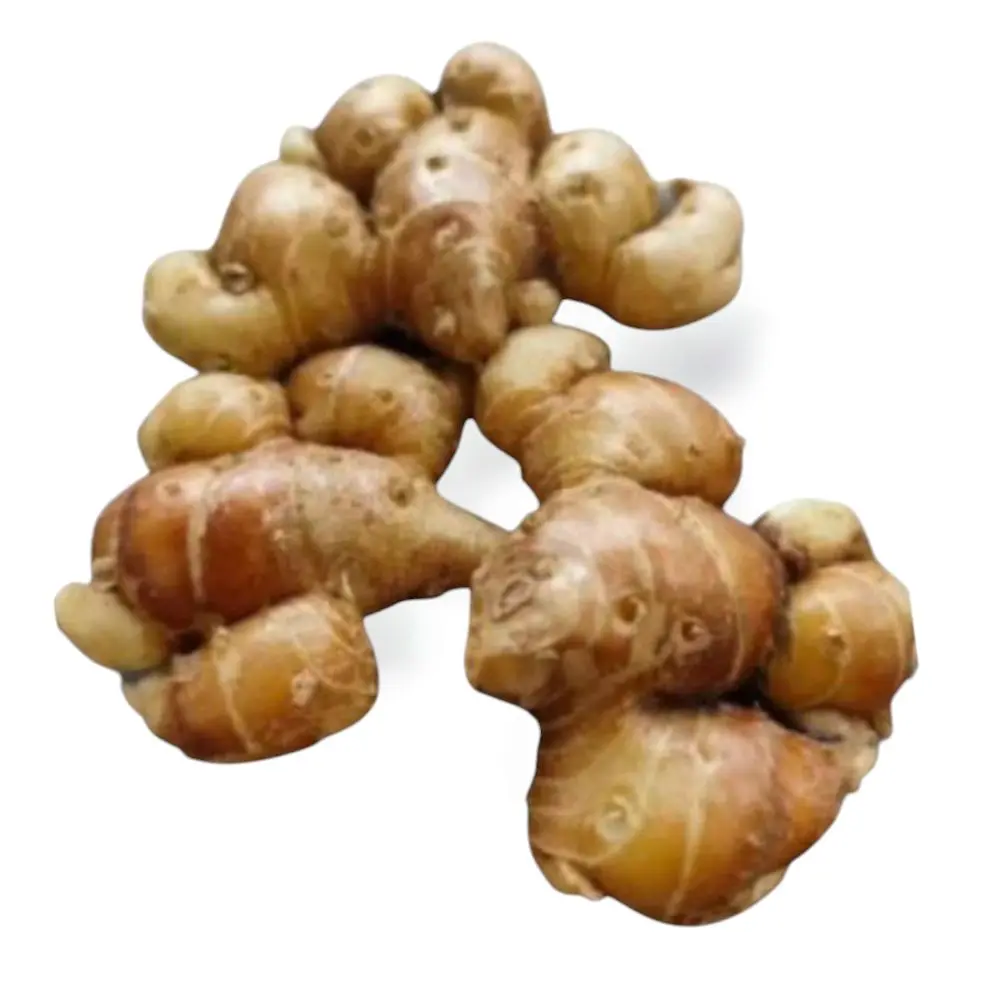 kencur segar 1kg bumbu seblak
