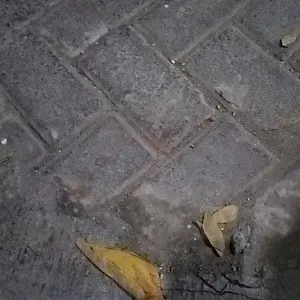 Tali Kaki Kakaktua Kakatua Hantu Nuri Falk Merpati Jalak FreeFly (Versi Baru)