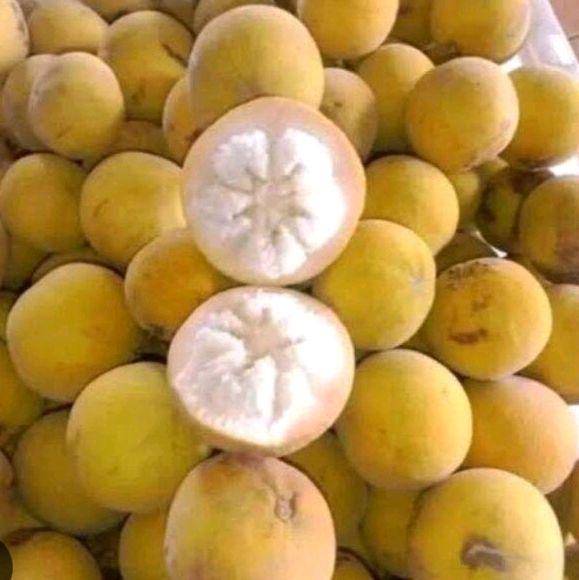 1 kg buah kecapi daun manis Fress seger - Shop | Tokopedia