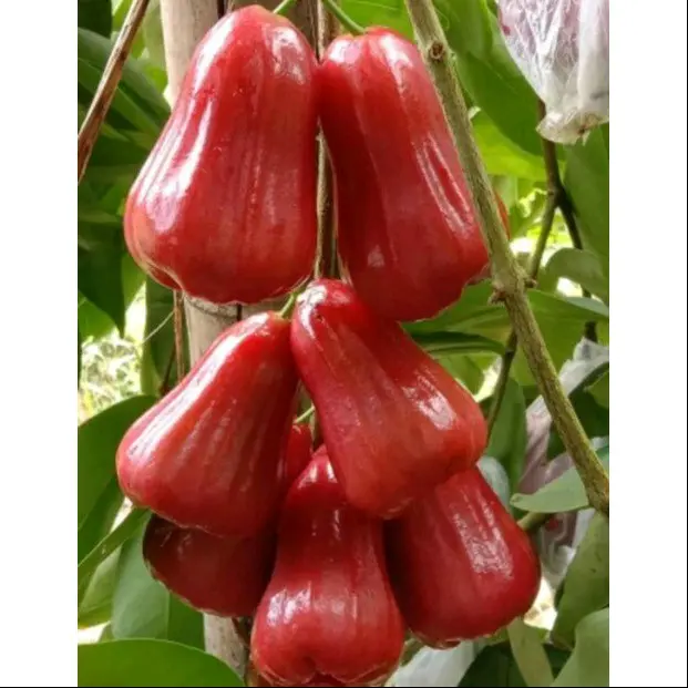 benih jambu air ( bbt jambu air madu deli merah )