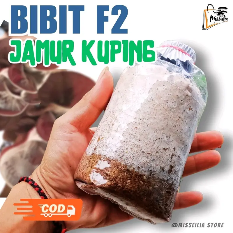 Bibit Jamur Kuping Hitam f2 siap tanam ke media tumbuh Benih jamur komposisi dedak  Padi dan Jagung bibit jamur tiram serbuk tabur benih jamur tiram gratis kayu Sayur beli 0