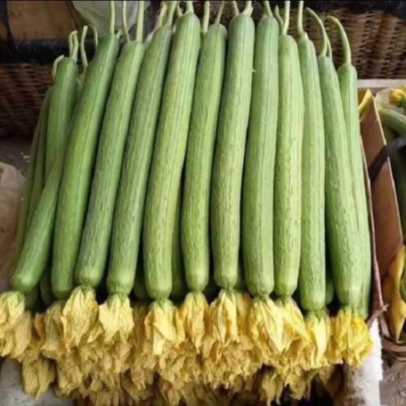 Hạt Giống Mướp Hương Dài Siêu Trái Chuẩn F1 - Hạt Giống Mướp Hương Dài Siêu…