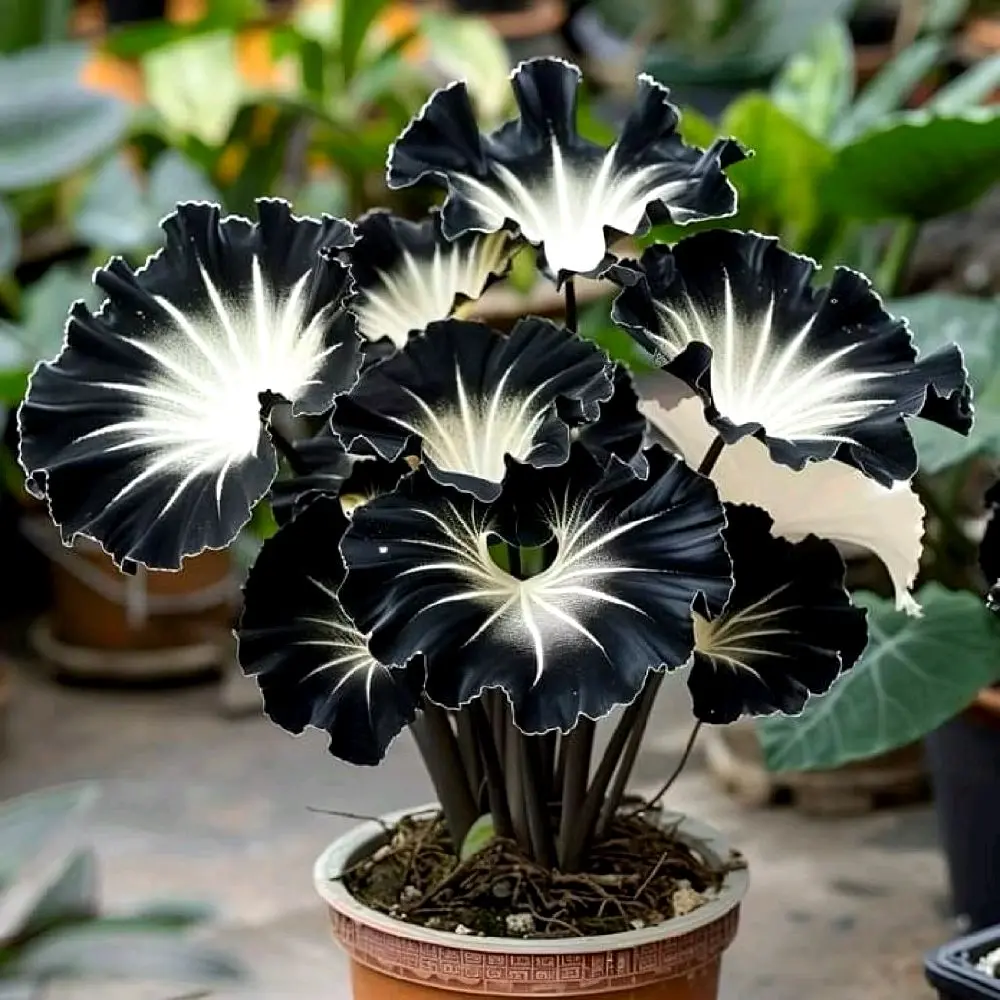 bibit bonggol alocasia Thailand 051//tanaman hias