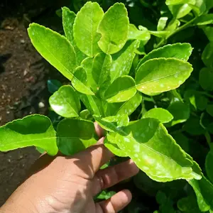 bibit tanaman jeruk purut daun angka delapan bumbu dapur