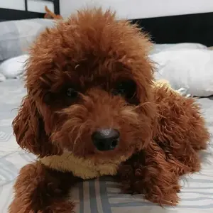 DONGWU mantel bulu anjing dan kucing Pakaian rompi anjing dan hewan mantel aksesoris hewan bahan bulu lembut halus