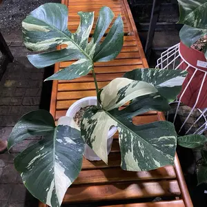 tanaman monstera jungle mint super marble super big size