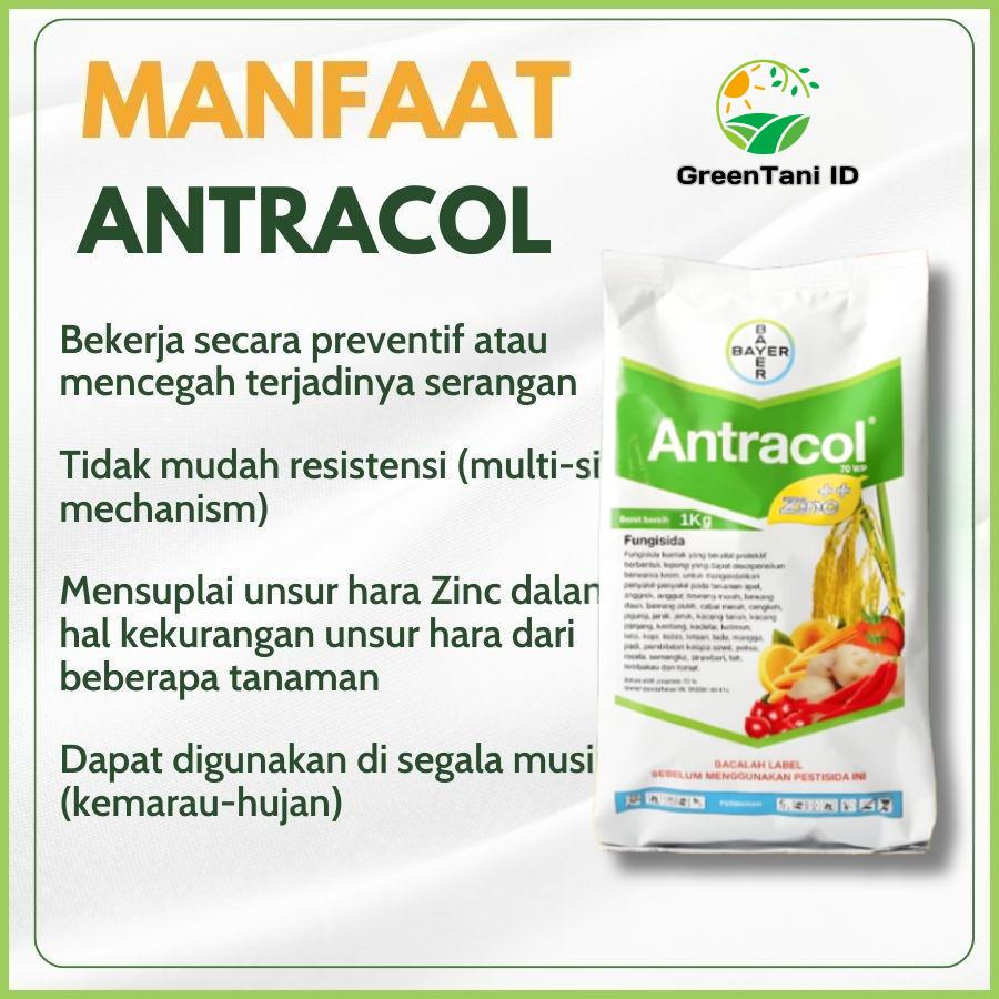 [Beli 1 Gratis 1] Antracol 70 WP Bayer 1KG | Perlindungan Jamur untuk Tanaman Sayuran, Buah & Hortikultura