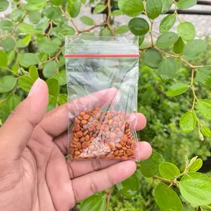 Benih Pohon Bidara Kualitas Super - Persentase Tumbuh 95%