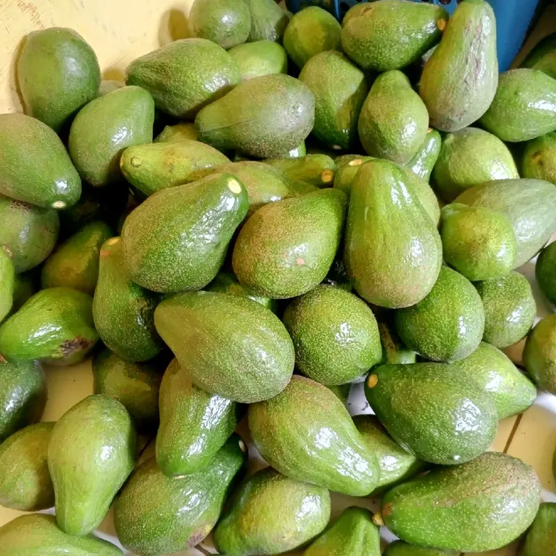 Alpukat Mentega Mini 1 kg Isi 6-7 Buah Frozen dengan Gula Zuriat, Mangga, dan Jeruk 3