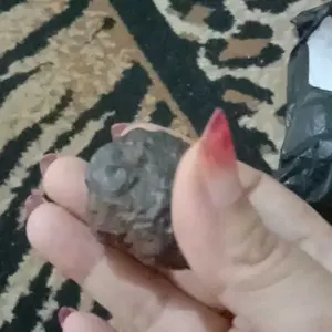 batu meteor asli alam mngandung 90% logam