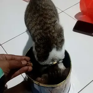 SMART HEART MAKANAN ANJING REPACK 1KG