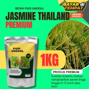 bibit padi jasmine Thailand kemasan 1kg original dan berkualitas