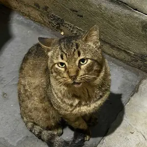 Pelindung Leher untuk Anjing dan Kucing - Cone Leher Anti-Jilat dan Penutup Perlindungan, kucing penutup perawatan kucing dan anjing anti jilat