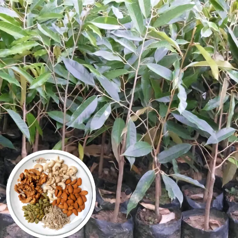 BENIH DURIAN MONTONG SUPER (BBT Siap Tanam dan Cepat Panen) pupuk  durian 3