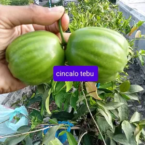 Jambu Air Fress Cangkok Dalhari Citra Dan Cincalo Tebu Buah Segar Untuk Diet Dan Kesehatan Alami
