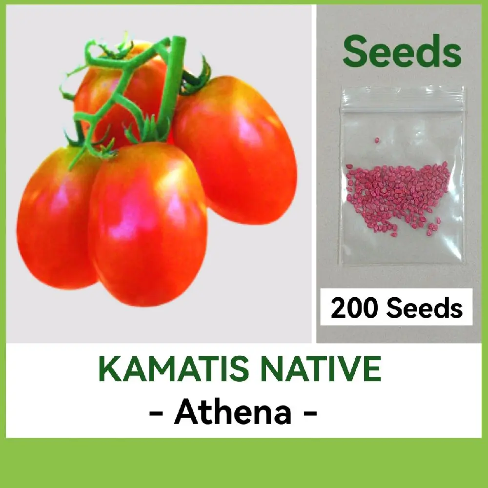 KAMATIS NATIVE SEEDS - ATHENA Variety - High quality Vegetable Seeds