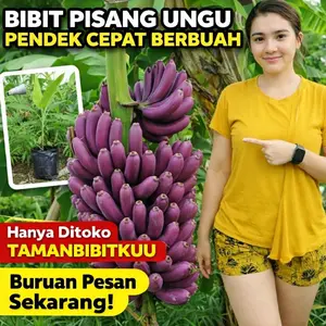 Beli 1 Gratis 1 BIBIT PISANG UNGU ASLI PENDEK CEPAT BERBUAHNYA
