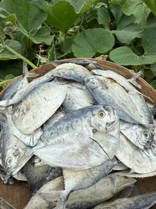 IKAN ASIN SEMAR ATAU KAMPAKAN KUALITAS SUPER