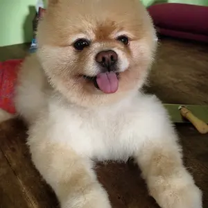 Gunting Kecantikan Hewan Peliharaan Gunting Grooming Lengkung Curve 5 Set Scissors For Anjing Kucing