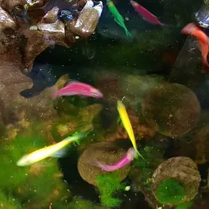 Pelet NRD 2/3 3/5 5/8 50g 200 300 500 800 Micron Mikron Pakan Burayak Ikan Cupang Guppy