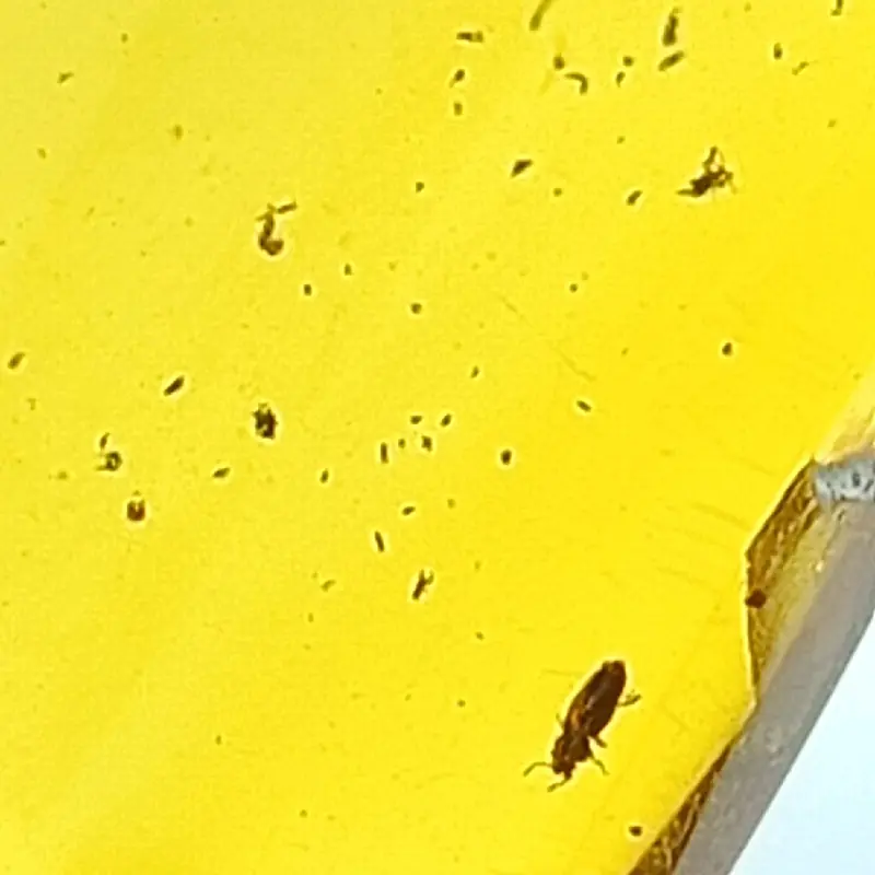 AMBER ISI SERANGGA PURBA ( AMBER INSECT) AMBER BURMITE KODE TT 4 1