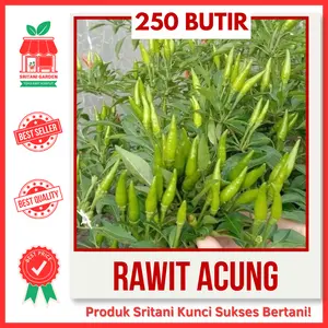 250 BIJI - BENIH CABE RAWIT ACUNG CAPLAK UNGGUL PILIHAN