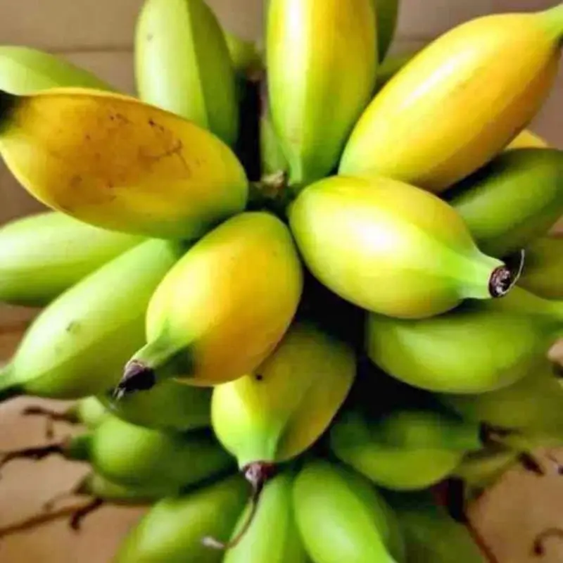Benih pisang ulin/marlin murah berkualitas 0